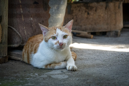 被惊扰的猫