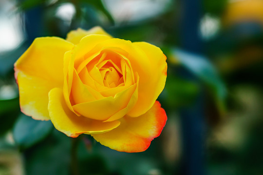 月季花