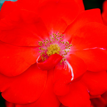 月季花