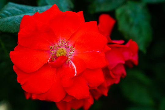 月季花