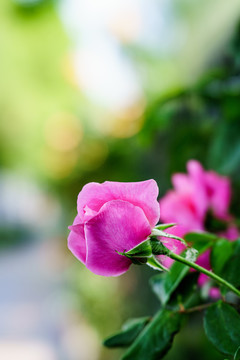 月季花