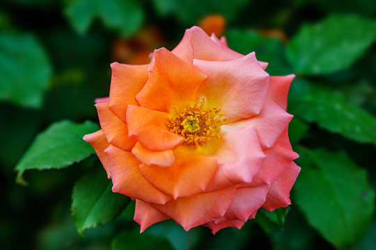 月季花
