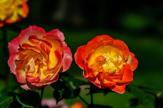 月季花