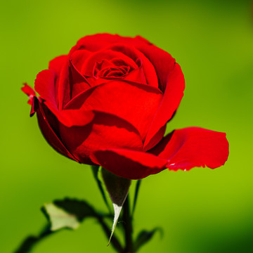 月季花