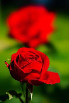 月季花