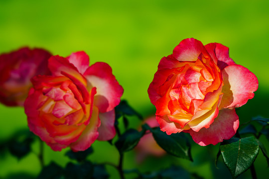 月季花