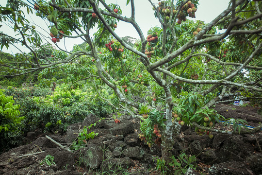 火山口荔枝王