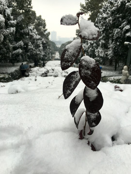 大雪纷飞