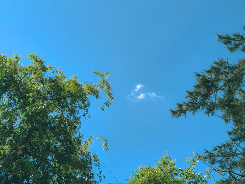 蓝天绿树云朵