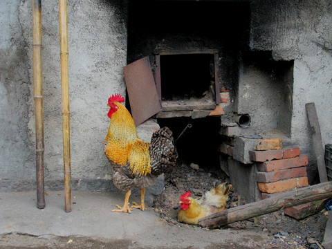 茶灶旁的鸡