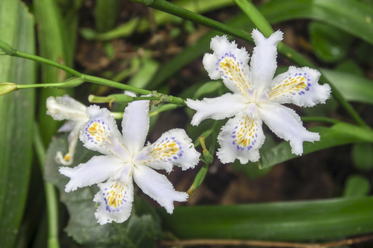 日本鸢尾蝴蝶花