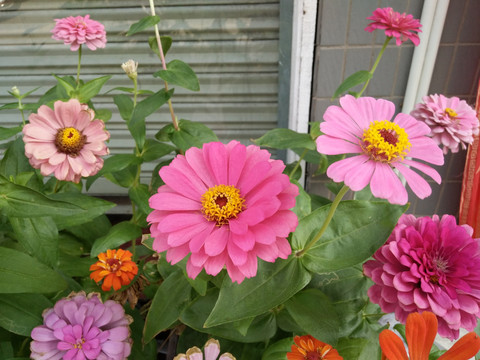 菊花