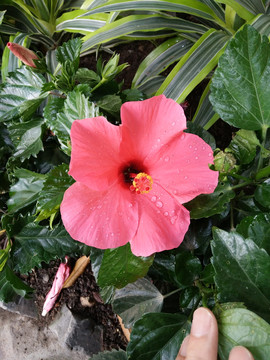 扶桑花