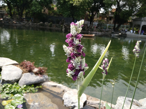 薏米花