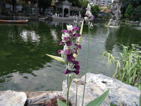 薏米花