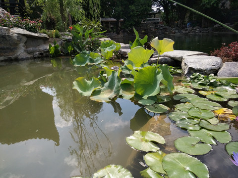 睡莲