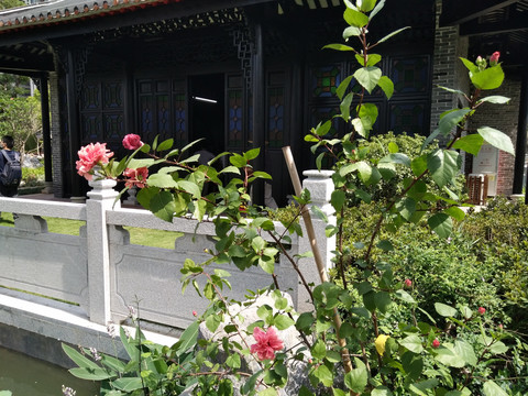 月季花