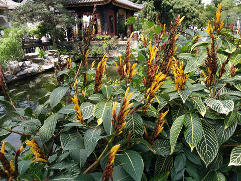 美人蕉
