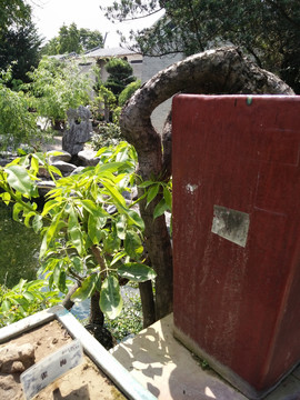 花瓶