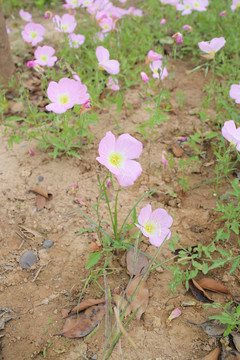 格桑花格桑梅花