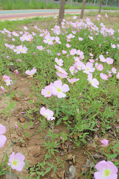 格桑花格桑梅花