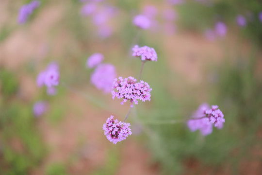 马鞭草