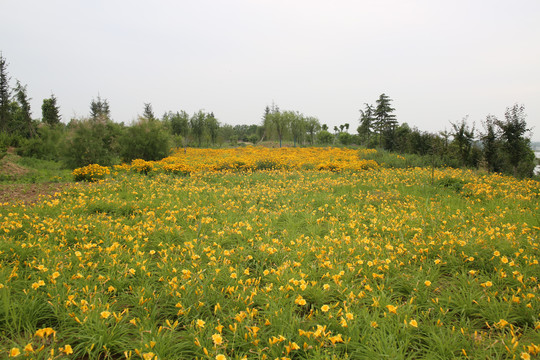 剑叶金鸡菊