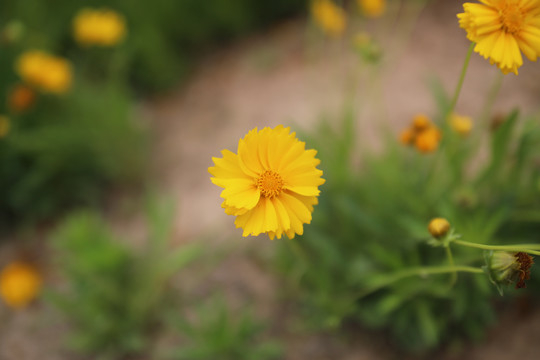 剑叶金鸡菊