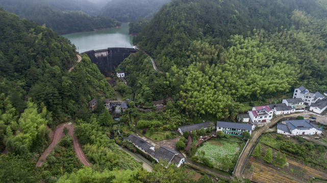 水库森林