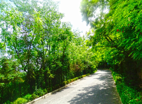 阳光树林公路