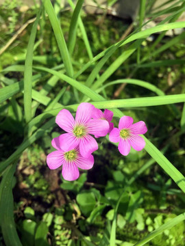 蒜花特写