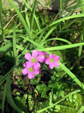 小蒜花特写