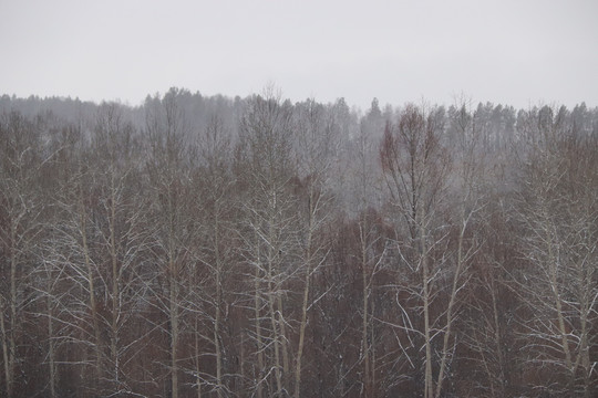 飘雪的原始森林