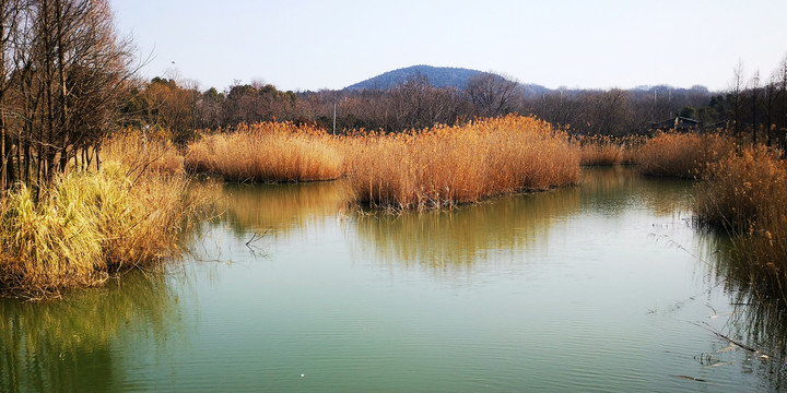 冬季湿地公园