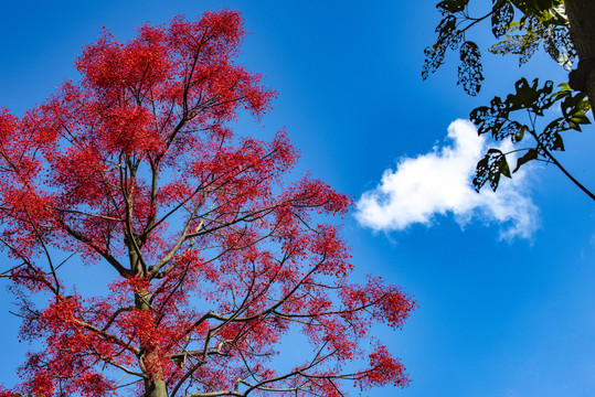 红树与蓝天