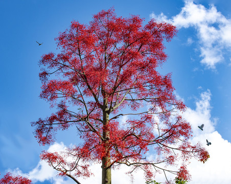 飞鸟红树