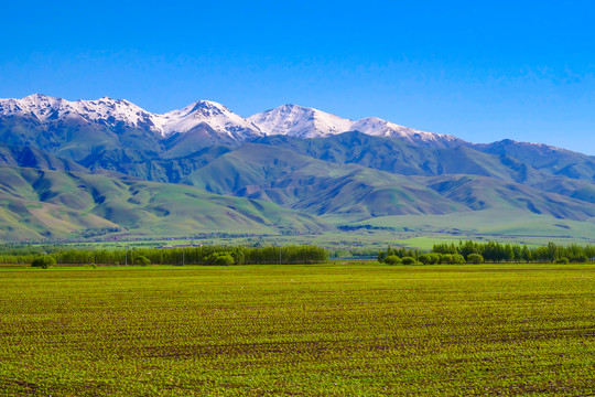 新疆雪山麦地