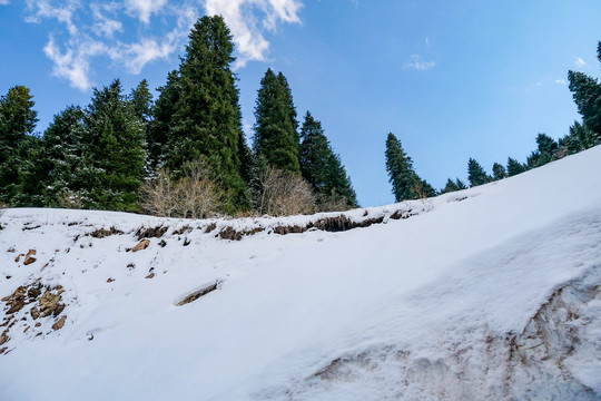 雪山松树