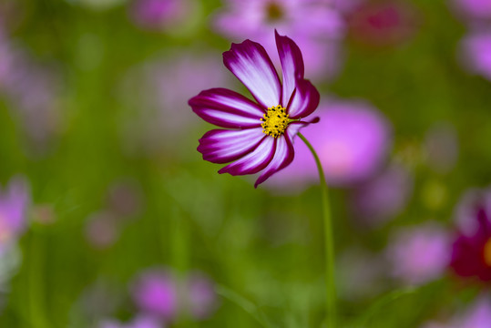 江边盛开的格桑花