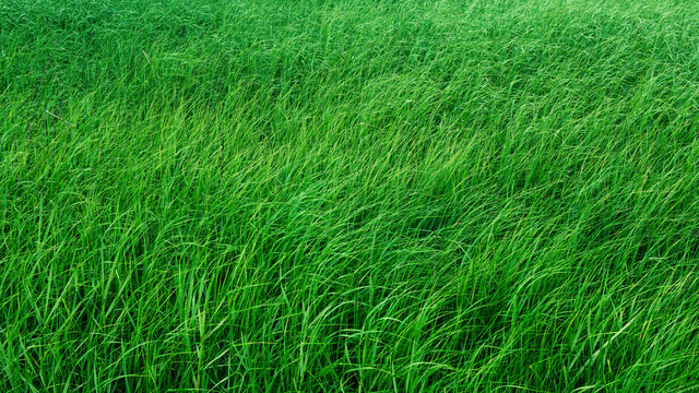 绿色青草背景