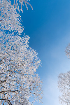 冬天雪后的蓝天和雾凇