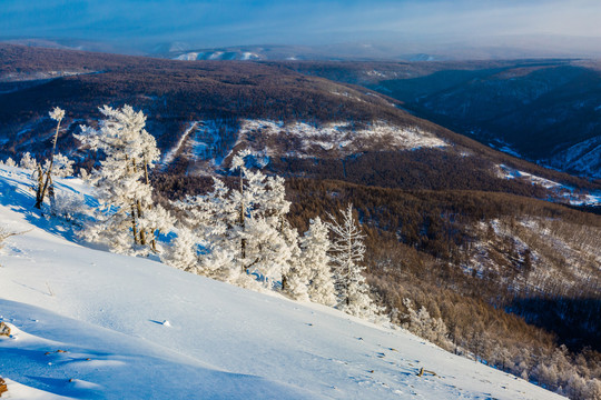 冬季森林雪原