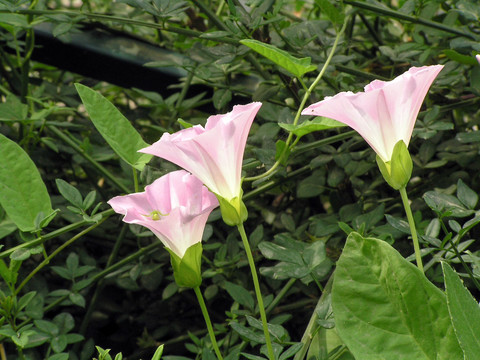 田旋花