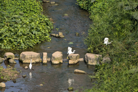 溪水边的白鹭