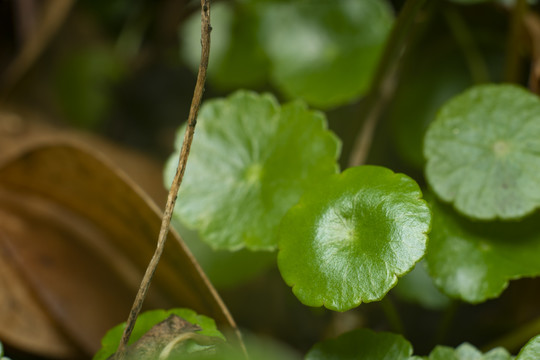 铜钱草