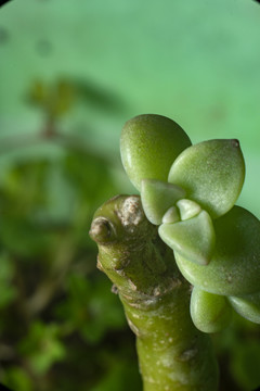 多肉植物微距特写