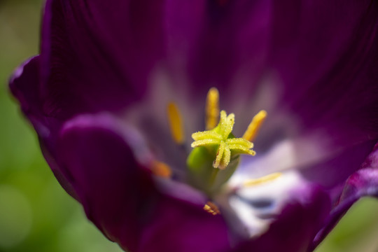 紫色郁金香花蕊特写