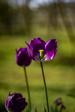 紫色郁金香花