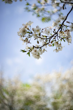 白色早樱花