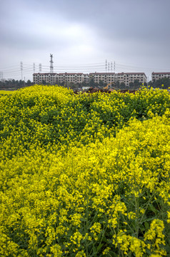 金华志和路油菜花